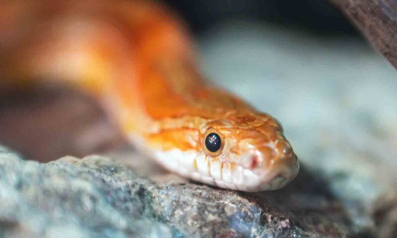 What Do Garter Snakes Eat? Essential Diet Guide