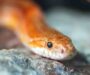 What Do Garter Snakes Eat? Essential Diet Guide