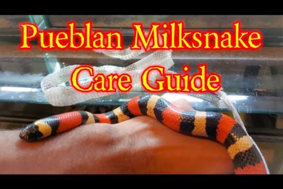 What Do Milk Snakes Eat? A Comprehensive Feeding Guide
