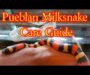 What Do Milk Snakes Eat? A Comprehensive Feeding Guide