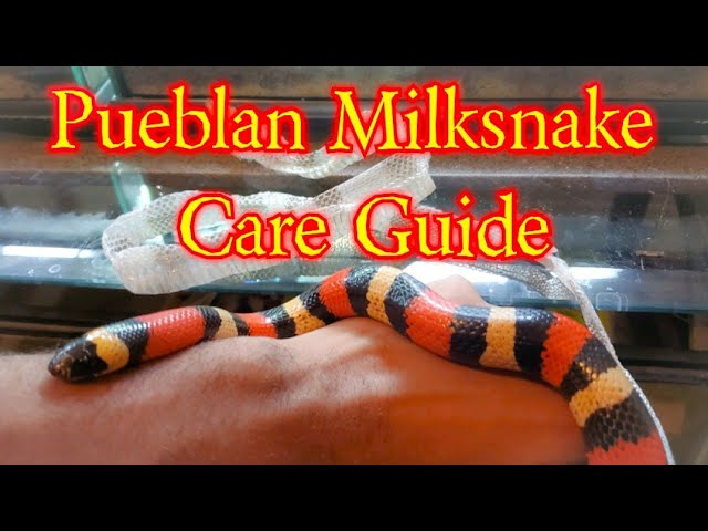 What Do Milk Snakes Eat? A Comprehensive Feeding Guide