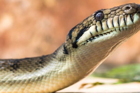 What Do Pythons Eat? A Comprehensive Guide to Their Diet