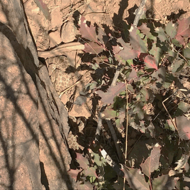 What Do Rattlesnake Eggs Look Like? Essential Insights