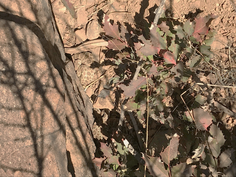 What Do Rattlesnake Eggs Look Like? Essential Insights