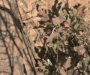 What Do Rattlesnake Eggs Look Like? Essential Insights