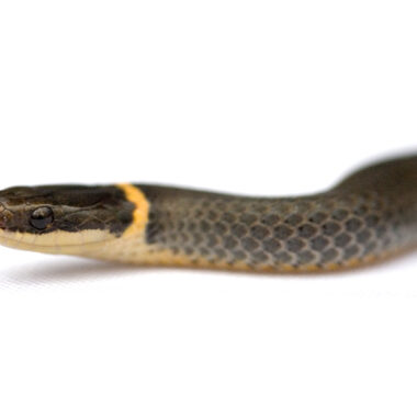 What Do Ringneck Snakes Eat? A Complete Guide