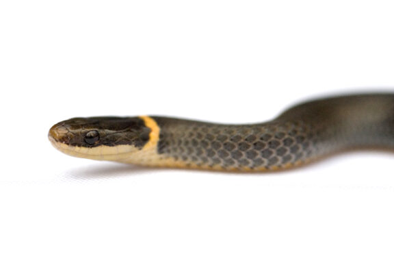 What Do Ringneck Snakes Eat? A Complete Guide