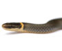 What Do Ringneck Snakes Eat? A Complete Guide