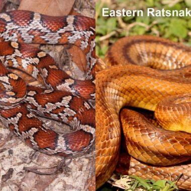 What Do Snakes Eat? A Comprehensive Guide to Their Diet