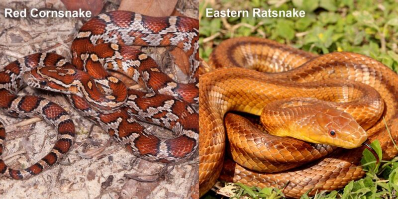 What Do Snakes Eat? A Comprehensive Guide to Their Diet