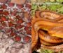 What Do Snakes Eat? A Comprehensive Guide to Their Diet