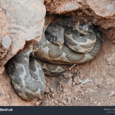 What Does a Snake Nest Look Like? A Detailed Guide