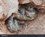 What Does a Snake Nest Look Like? A Detailed Guide