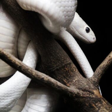 What Does It Mean When You Dream About Snakes?