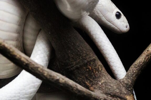 What Does It Mean When You Dream About Snakes?
