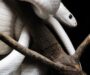 What Does It Mean When You Dream About Snakes?