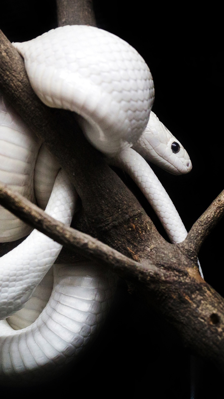 What Does It Mean When You Dream About Snakes?