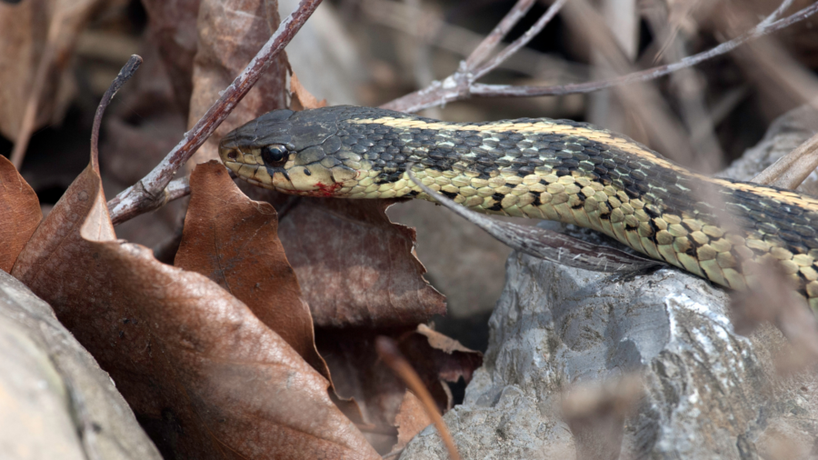 What temperature do snakes come out understanding their behavior