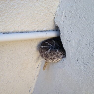 When Do Rattlesnakes Come Out? Understanding Their Activity