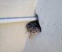 When Do Rattlesnakes Come Out? Understanding Their Activity
