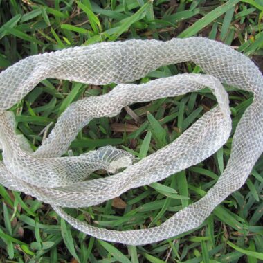 When Do Snakes Shed Their Skin? Understanding Ecdysis