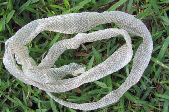 When Do Snakes Shed Their Skin? Understanding Ecdysis