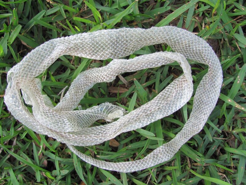 When Do Snakes Shed Their Skin? Understanding Ecdysis