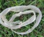 When Do Snakes Shed Their Skin? Understanding Ecdysis