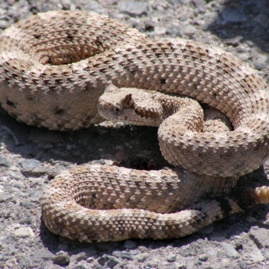 Where Do Rattlesnakes Live? Understanding Their Habitats