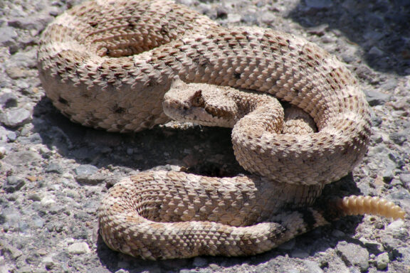 Where Do Rattlesnakes Live? Understanding Their Habitats