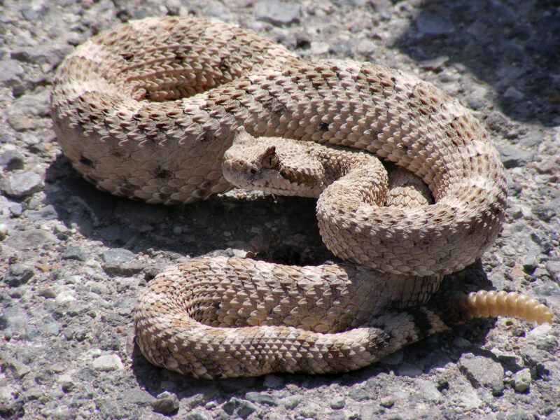 Where Do Rattlesnakes Live? Understanding Their Habitats