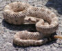 Where Do Rattlesnakes Live? Understanding Their Habitats
