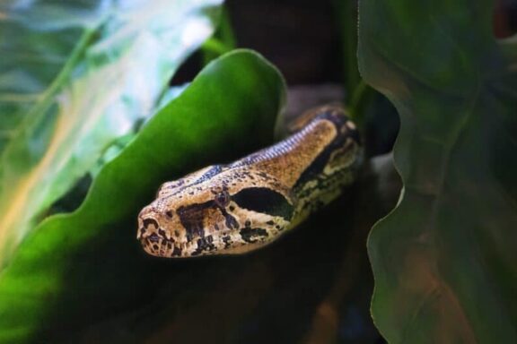 Where Do Snakes Go in the Winter? Understanding Their Brumation