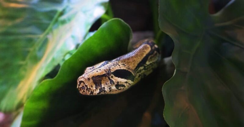 Where Do Snakes Go in the Winter? Understanding Their Brumation