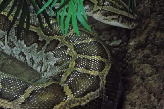 Where Is the Burmese Python From: Native Habitat Guide