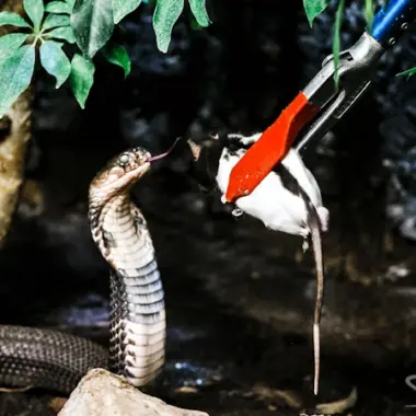 Where to Buy Live Mice for Snakes: Top Sources & Tips