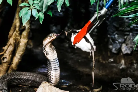 Where to Buy Live Mice for Snakes: Top Sources & Tips