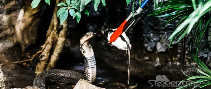 Where to Buy Live Mice for Snakes: Top Sources & Tips