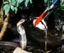 Where to Buy Live Mice for Snakes: Top Sources & Tips