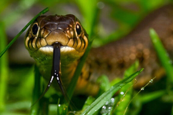 Why Are People Afraid of Snakes? Understanding Ophidiophobia