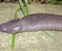 Why Do Snakes Have Two Penises? Exploring Nature’s Oddity