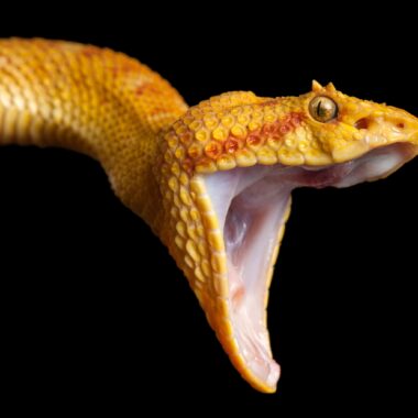 Why Do Snakes Yawn? Understanding This Fascinating Behavior