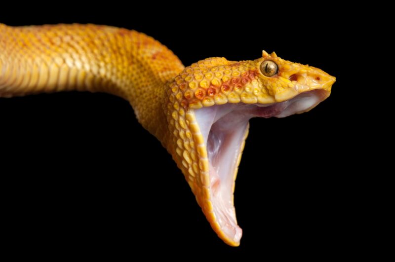 Why Do Snakes Yawn? Understanding This Fascinating Behavior