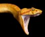 Why Do Snakes Yawn? Understanding This Fascinating Behavior