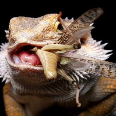 Why Is My Snake Not Eating? Understanding the Causes
