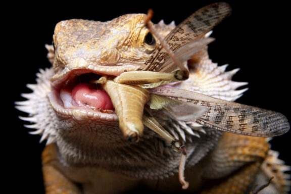 Why Is My Snake Not Eating? Understanding the Causes