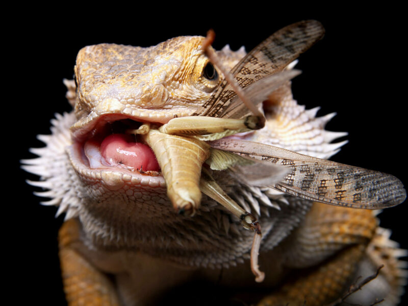 Why Is My Snake Not Eating? Understanding the Causes