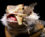 Why Is My Snake Not Eating? Understanding the Causes