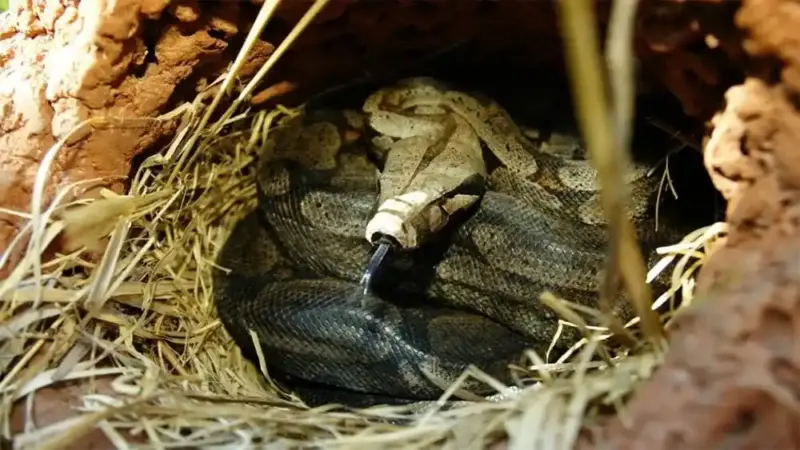 What Does a Snake Nest Look Like