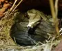 What Does a Snake Nest Look Like? A Detailed Guide